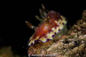 Goniobranchus collingwoodi_February 2024
(Canon100,1/200... by Antonio Venturelli 